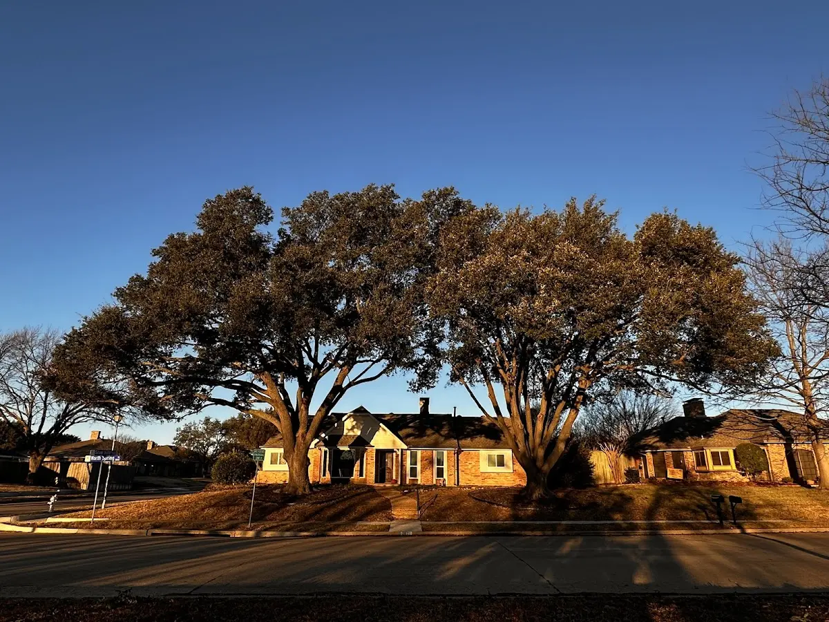 Established residential canopy tree shading a home in Kirkville